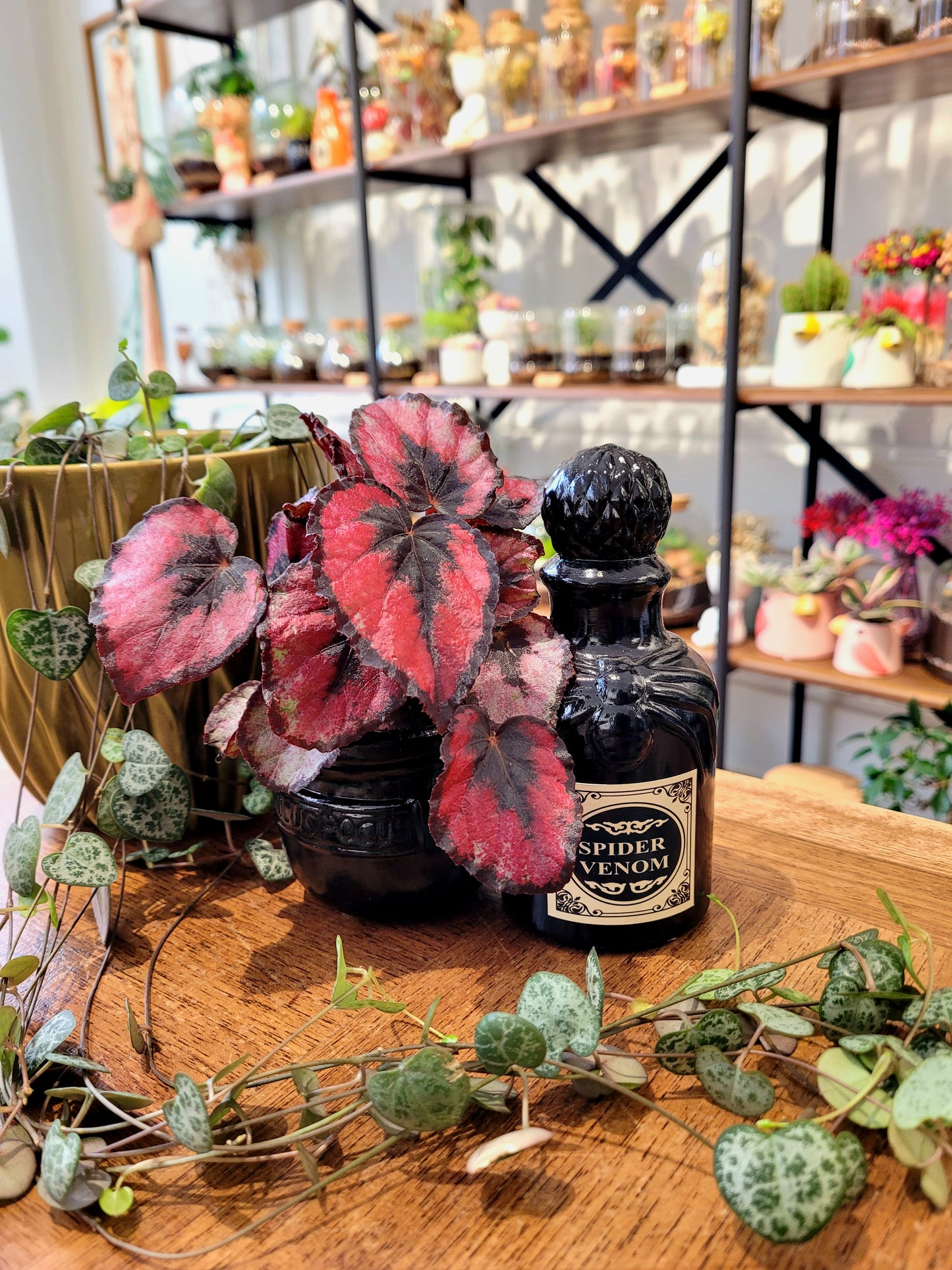 Cache-pot Spider Venom