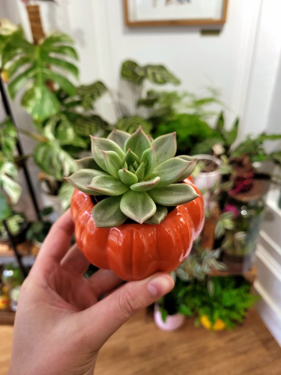 Cache - pot Citrouille (2 coloris) - shop_name artisanat Fait_main Fabriqué_en_france Création_unique