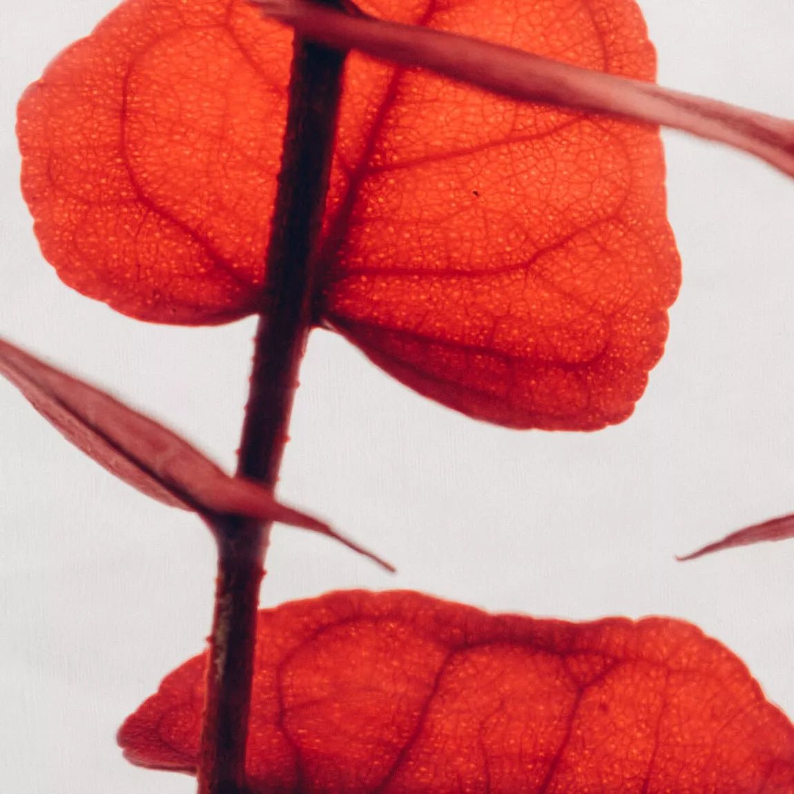 L'Herbarium de Théophile - Eucalyptus Stuartiana Rouge - shop_name artisanat Fait_main Fabriqué_en_france Création_unique