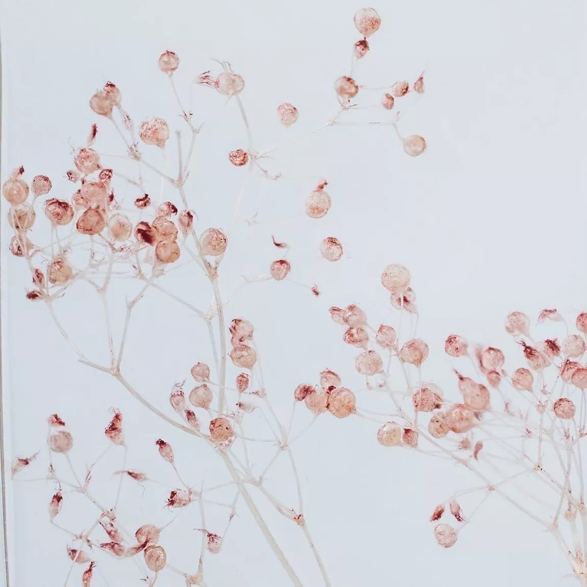 L'Herbarium de Théophile - Gypsophile Rose Poudré - shop_name artisanat Fait_main Fabriqué_en_france Création_unique