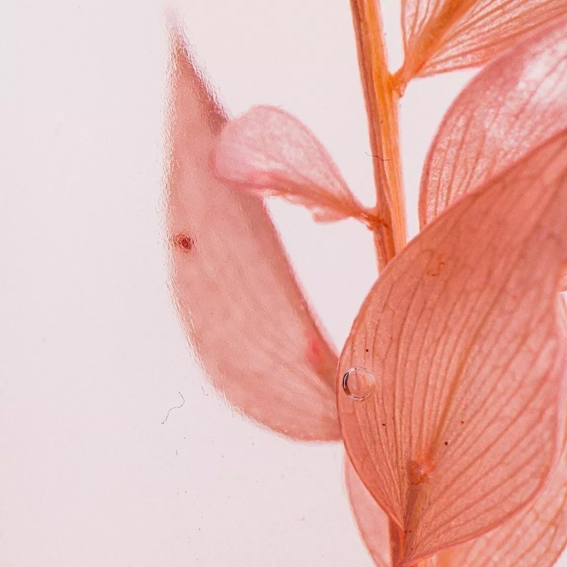 L'Herbarium de Théophile - Ruscus rose - Plante immergée - shop_name artisanat Fait_main Fabriqué_en_france Création_unique