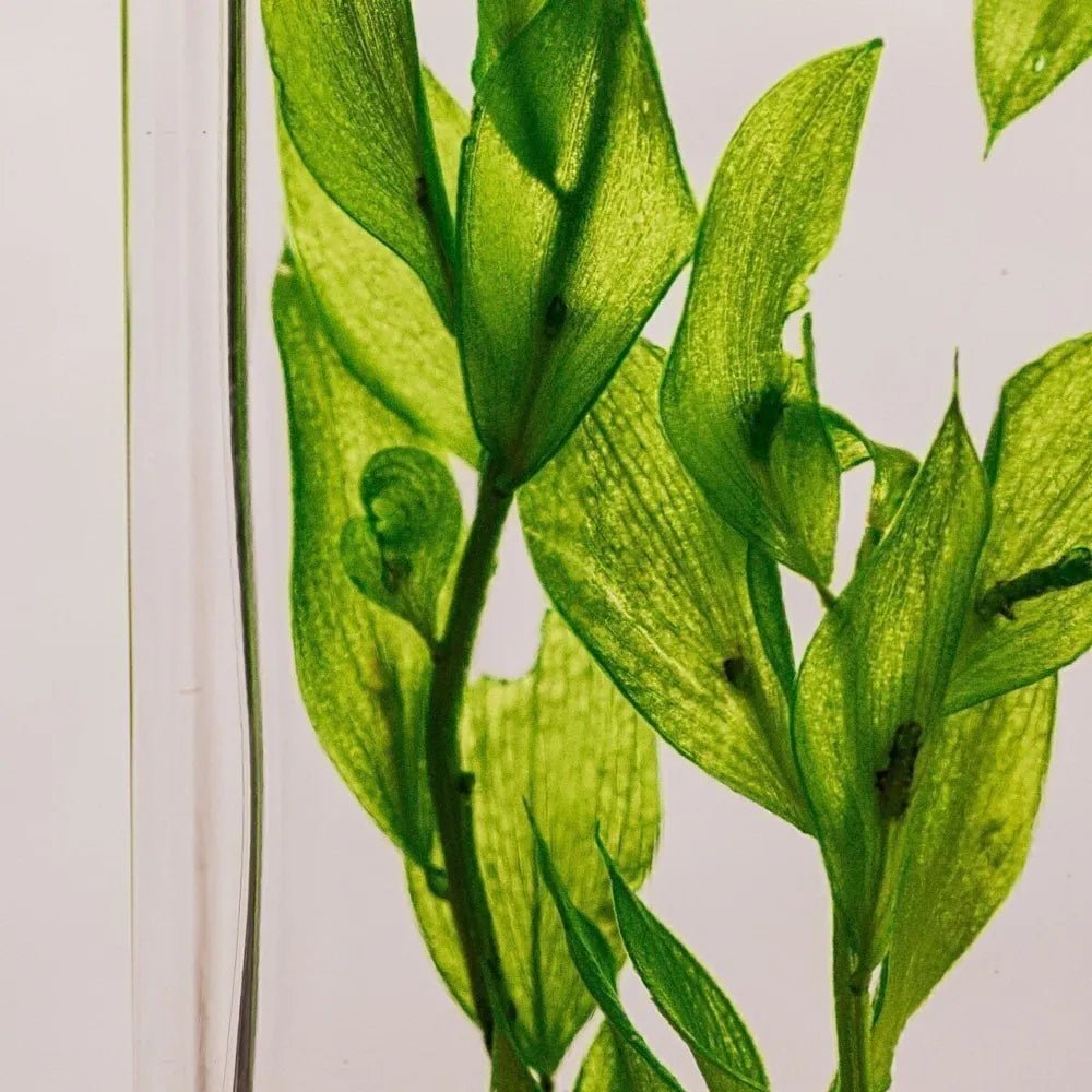 L'Herbarium de Théophile - Ruscus vert acidulé - shop_name artisanat Fait_main Fabriqué_en_france Création_unique