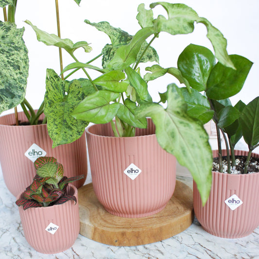 5 Plantes faciles d'entretien - L'Odyssée Végétale