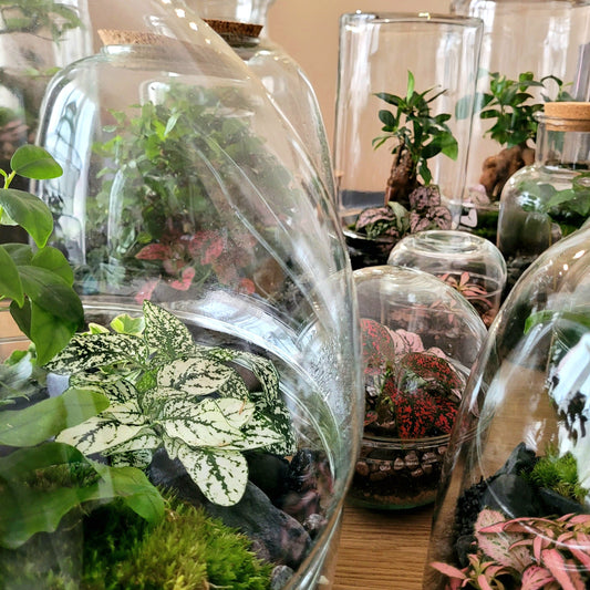 Entretenir son terrarium - Les conseils - L'Odyssée Végétale