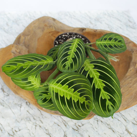 La Maranta : Origine, Entretien et Bouturage - L'Odyssée Végétale