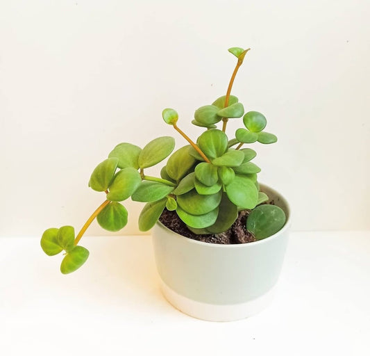 Le Peperomia Hope : Origine, Entretien et Bouturage - L'Odyssée Végétale