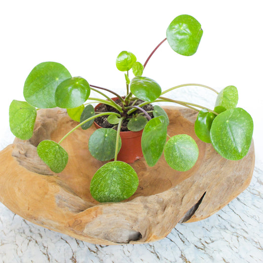 Le Pilea Peperomioides : Origine, Entretien et Bouturage - L'Odyssée Végétale