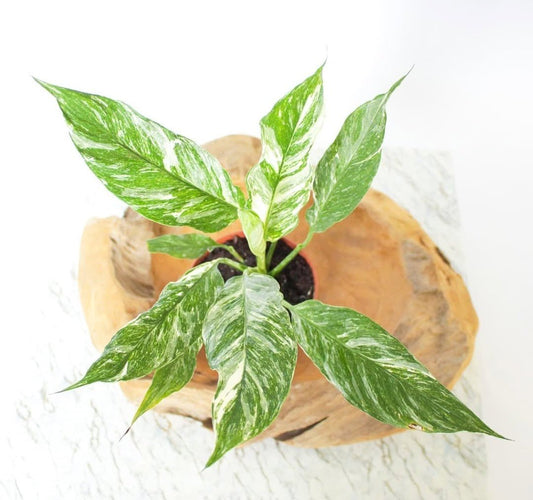 Le Spatiphyllum : Origine, Entretien et Bouturage - L'Odyssée Végétale