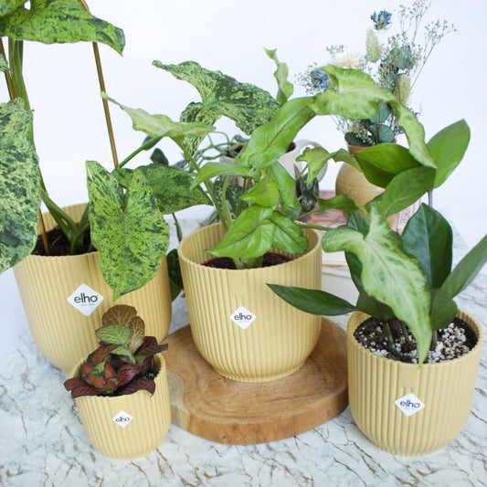 Les signes qu'une plante a soif - Mes conseils - L'Odyssée Végétale