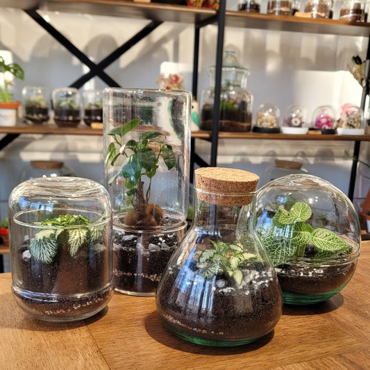 Les Terrariums - Atelier Végétal - L'Odyssée Végétale