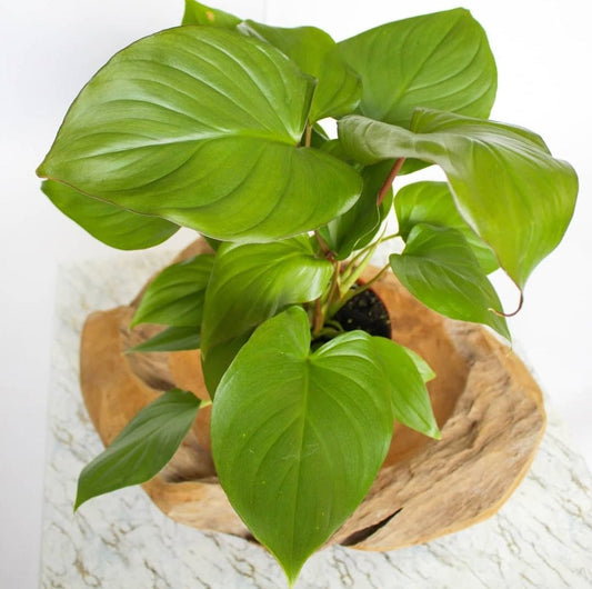 L'Homalomena : Origine, Entretien et Bouturage - L'Odyssée Végétale