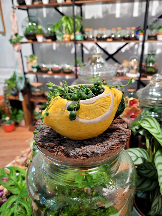 Cache-pot Citron