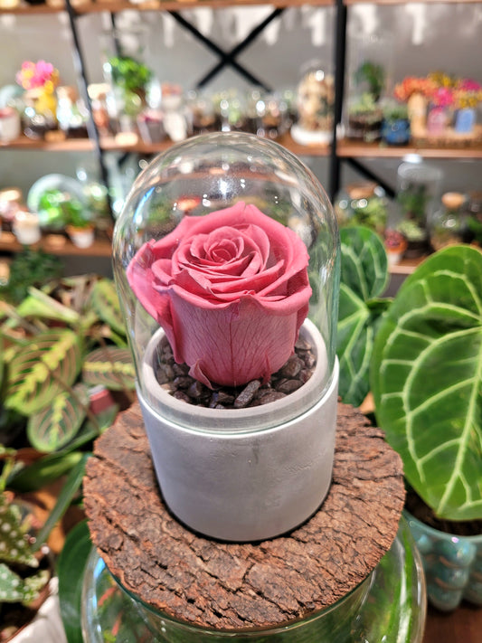 Rose stabilisée sous cloche (4 coloris)