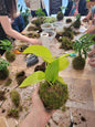 Atelier Kokedama - Dimanche 13 Septembre 10h30-12h
