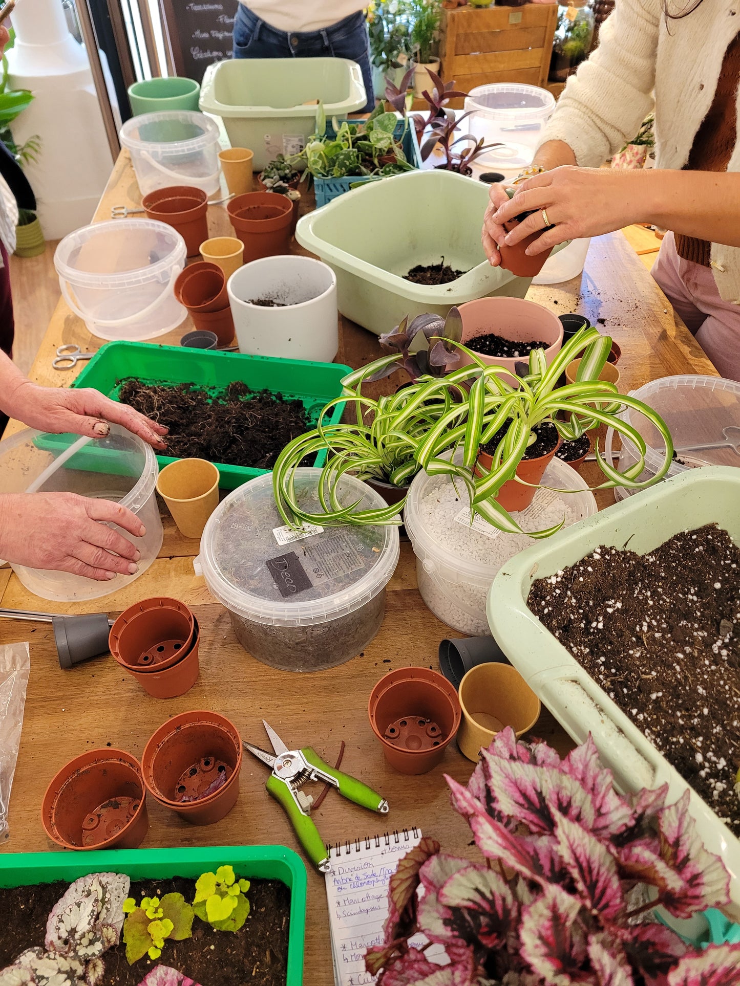 Atelier Bouturage - Samedi 12 Septembre 10h-11h30