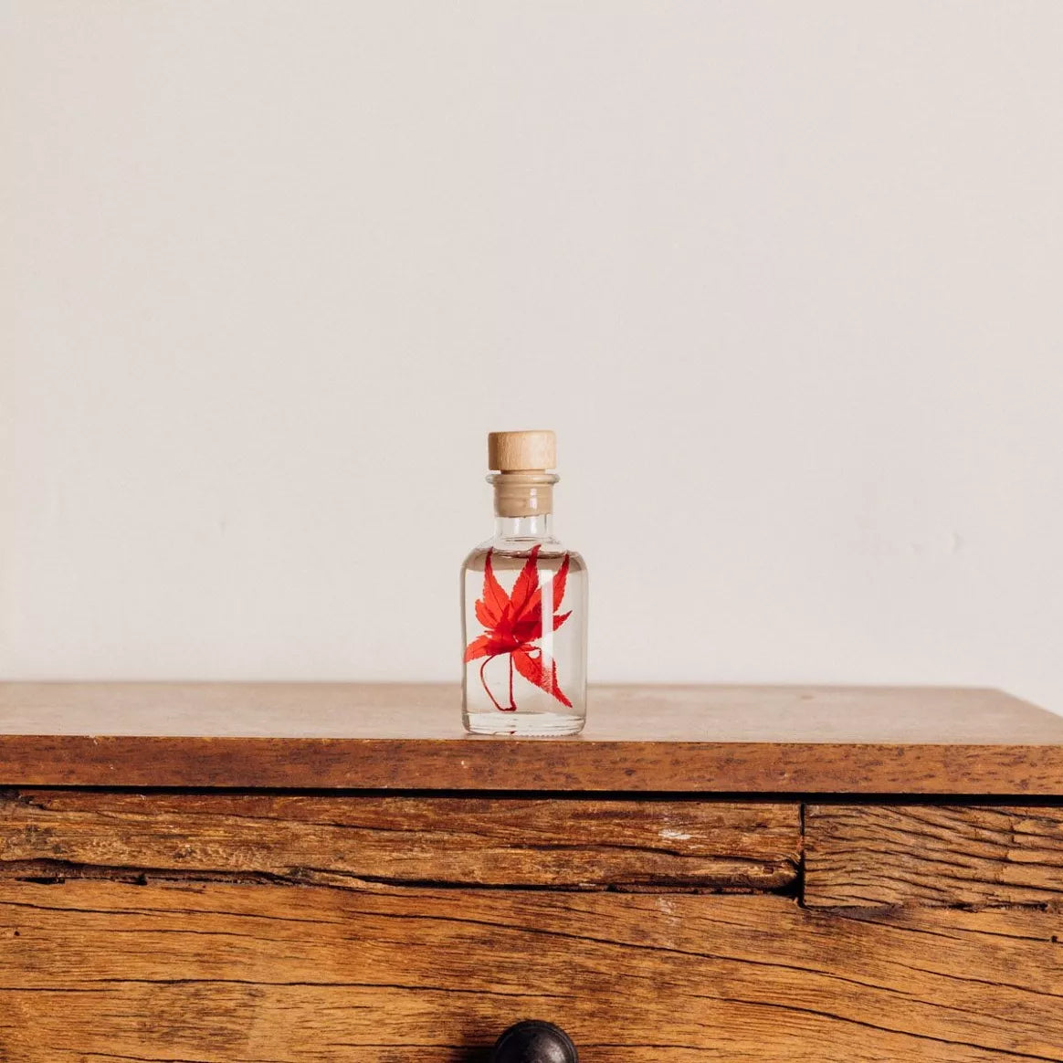 L'Herbarium de Théophile - Erable rouge