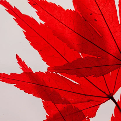 L'Herbarium de Théophile - Erable rouge