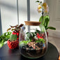 Atelier Terrarium Eden - Dimanche 27 Septembre 10h30-12h