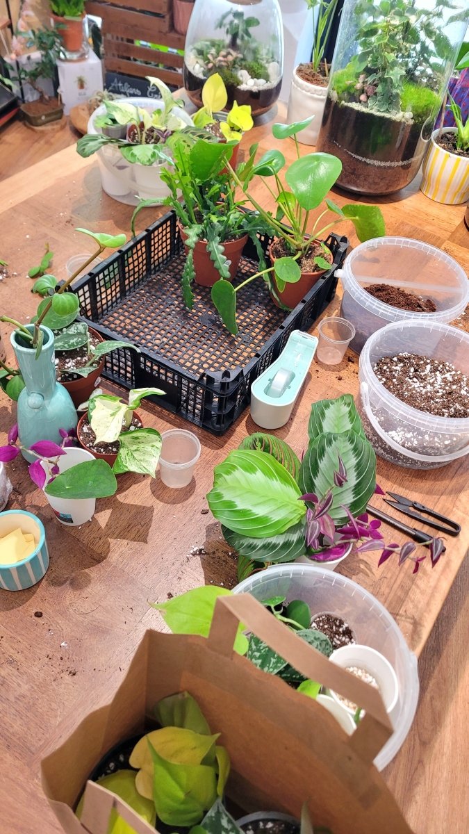 Atelier Bouturage - Samedi 12 Septembre 10h-11h30 - shop_name artisanat Fait_main Fabriqué_en_france Création_unique