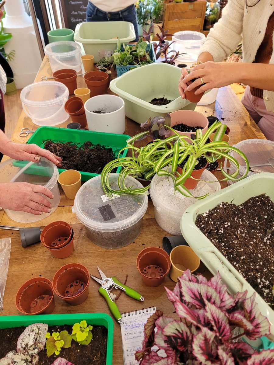 Atelier Bouturage - Samedi 12 Septembre 10h-11h30 - shop_name artisanat Fait_main Fabriqué_en_france Création_unique