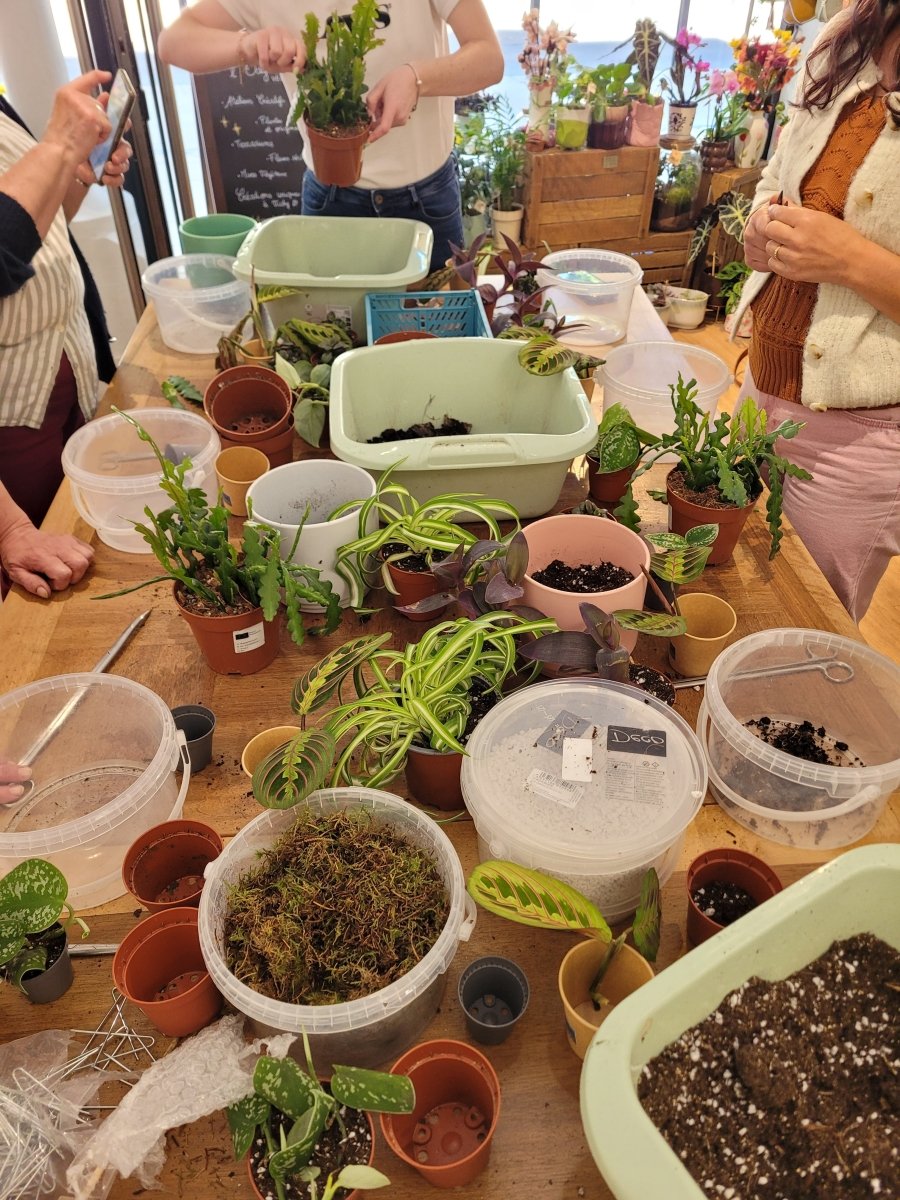 Atelier Bouturage - Samedi 12 Septembre 10h-11h30 - shop_name artisanat Fait_main Fabriqué_en_france Création_unique
