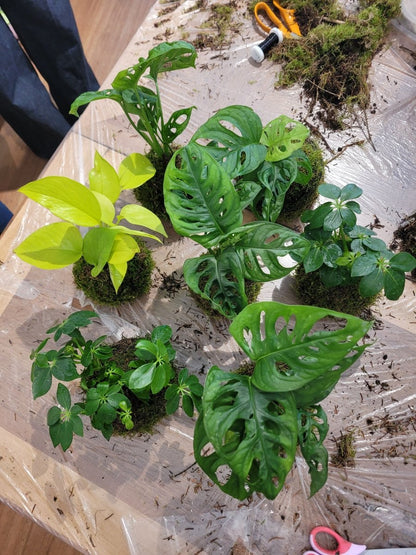 Atelier Kokedama - Dimanche 13 Septembre 10h30-12h - shop_name artisanat Fait_main Fabriqué_en_france Création_unique