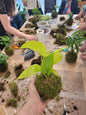 Atelier Kokedama - Dimanche 13 Septembre 10h30-12h - shop_name artisanat Fait_main Fabriqué_en_france Création_unique