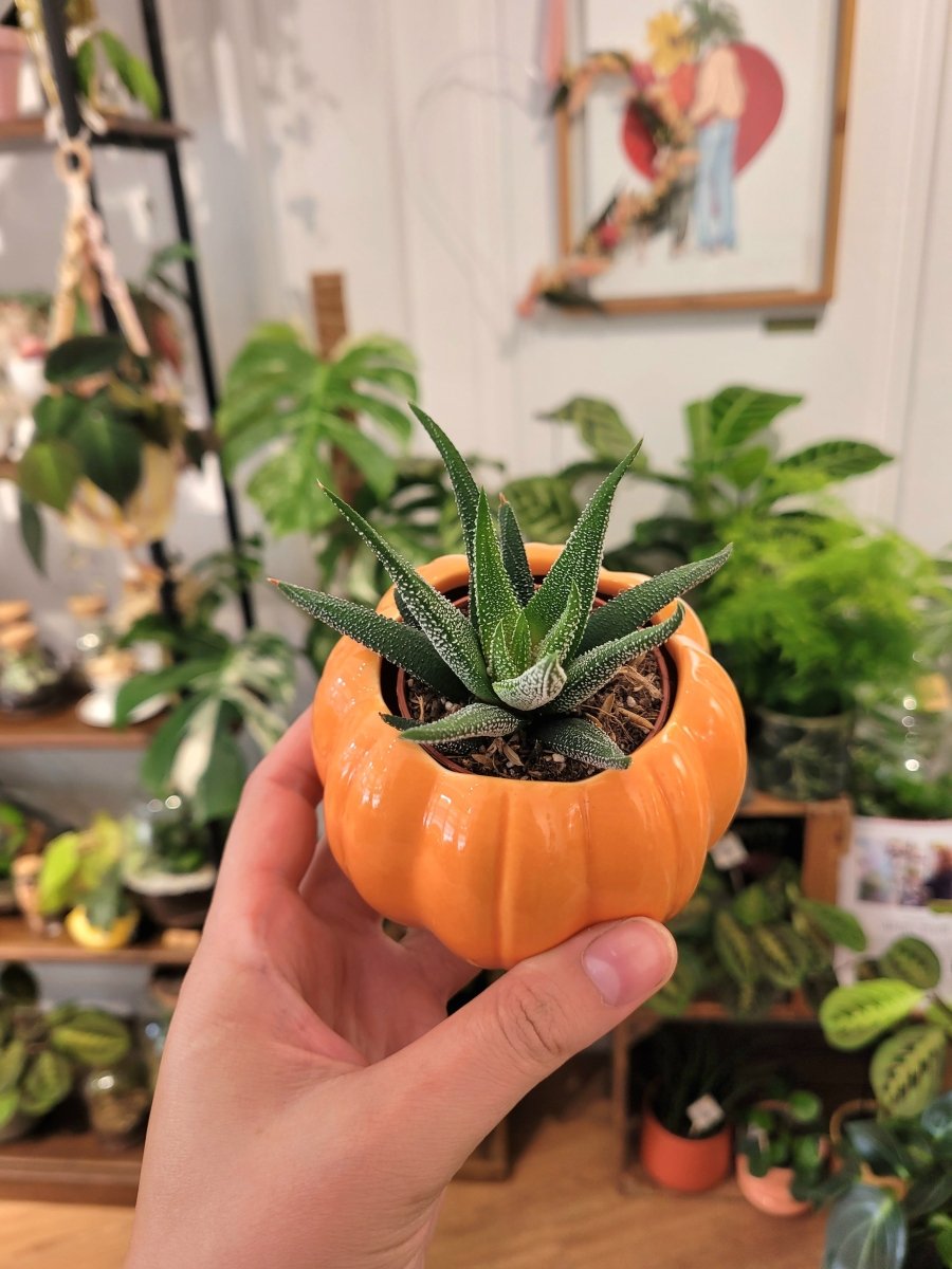 Cache - pot Citrouille (2 coloris) - shop_name artisanat Fait_main Fabriqué_en_france Création_unique