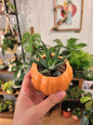 Cache - pot Citrouille (2 coloris) - shop_name artisanat Fait_main Fabriqué_en_france Création_unique