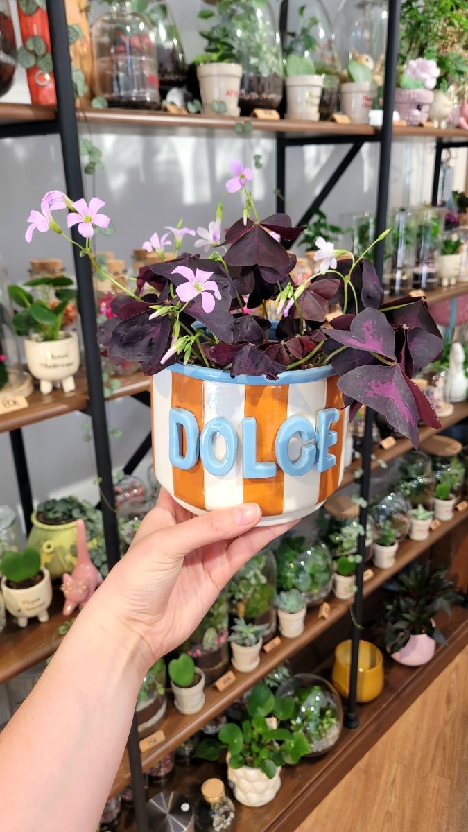Cache-pot Dolce - shop_name artisanat Fait_main Fabriqué_en_france Création_unique