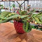 Cache - pot Framboise (3 Tailles) - shop_name artisanat Fait_main Fabriqué_en_france Création_unique