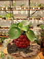 Cache - pot Framboise (3 Tailles) - shop_name artisanat Fait_main Fabriqué_en_france Création_unique