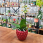 Cache - pot Framboise (3 Tailles) - shop_name artisanat Fait_main Fabriqué_en_france Création_unique