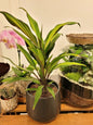 Cache - Pot Plump (9 coloris) - shop_name artisanat Fait_main Fabriqué_en_france Création_unique