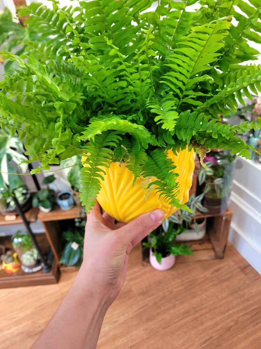 Cache - pot Trop Chou (3 coloris) - shop_name artisanat Fait_main Fabriqué_en_france Création_unique