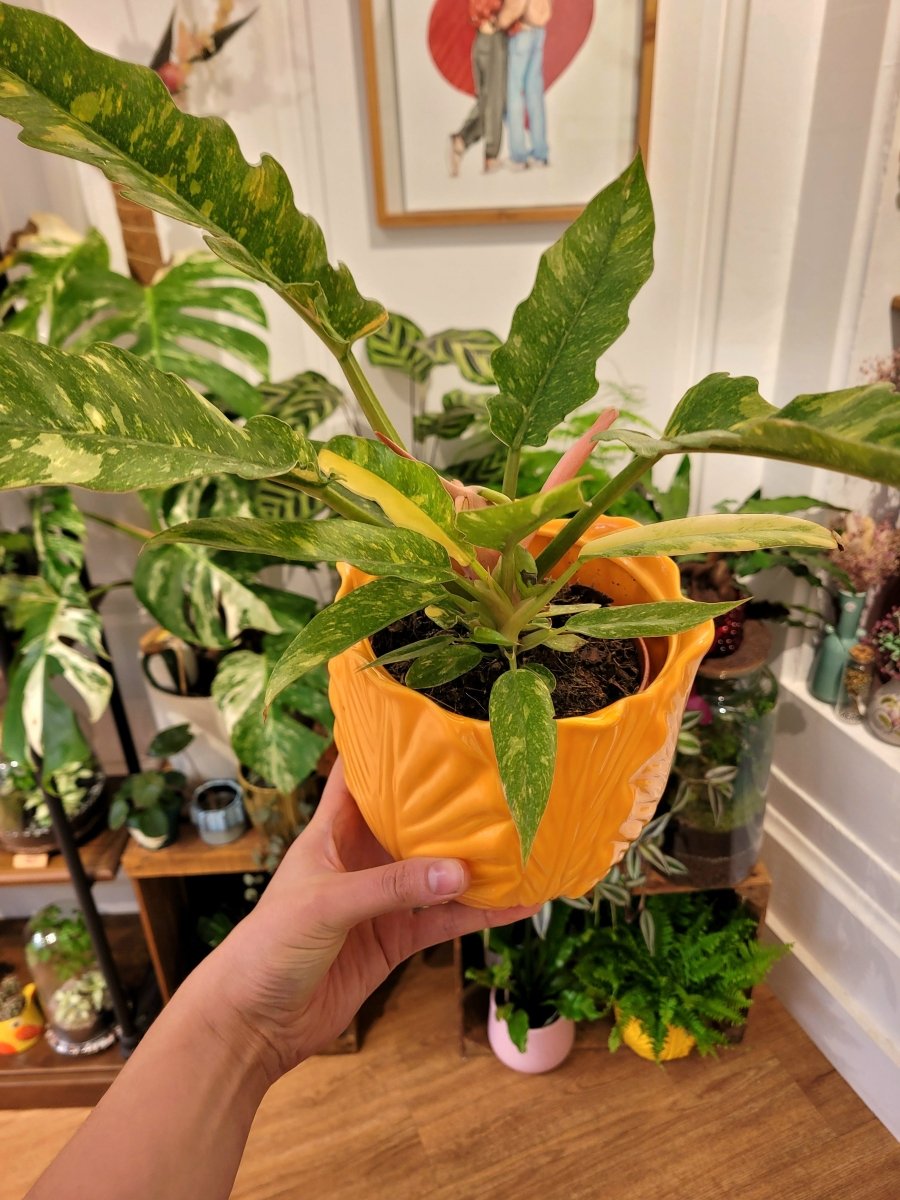 Cache - pot Trop Chou (3 coloris) - shop_name artisanat Fait_main Fabriqué_en_france Création_unique