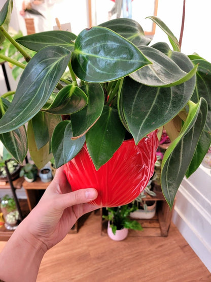 Cache - pot Trop Chou (3 coloris) - shop_name artisanat Fait_main Fabriqué_en_france Création_unique