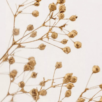 L'Herbarium de Théophile - Capsule Végétale - Gyspophile Or - shop_name artisanat Fait_main Fabriqué_en_france Création_unique