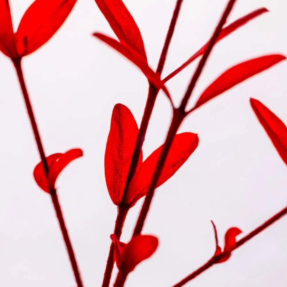 L'Herbarium de Théophile - Eucalyptus Parvifolia rouge - shop_name artisanat Fait_main Fabriqué_en_france Création_unique
