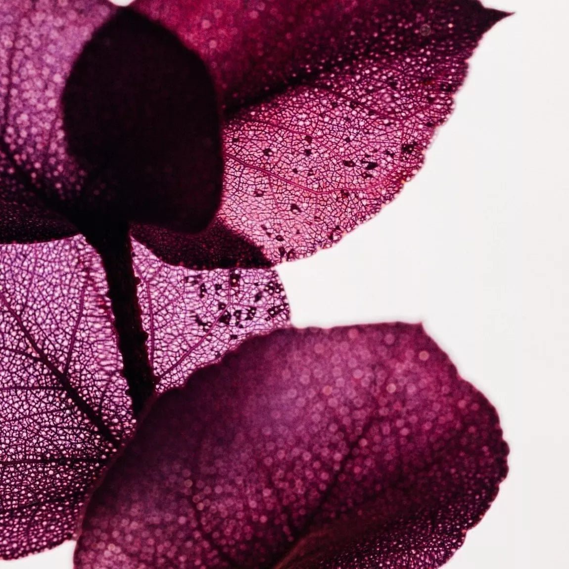 L'Herbarium de Théophile - Eucalyptus Violet - Plante immergée - shop_name artisanat Fait_main Fabriqué_en_france Création_unique