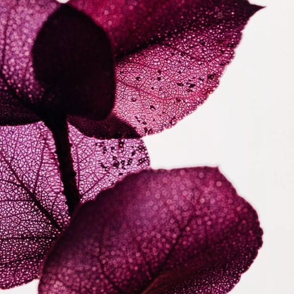 L'Herbarium de Théophile - Eucalyptus Violet - Plante immergée - shop_name artisanat Fait_main Fabriqué_en_france Création_unique