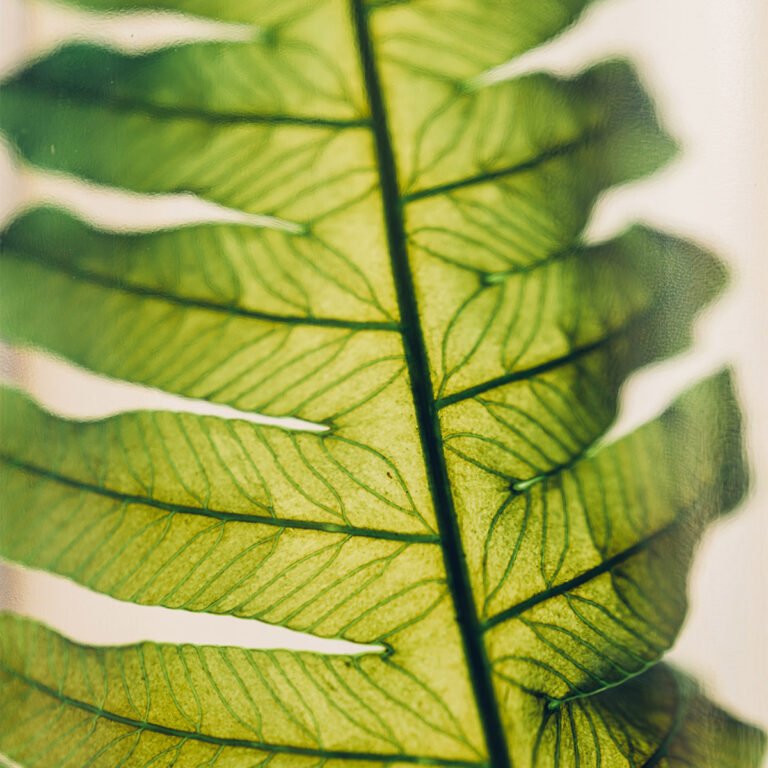 L'Herbarium de Théophile - Fougère Argyrea - shop_name artisanat Fait_main Fabriqué_en_france Création_unique