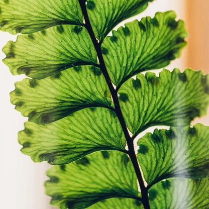 L'Herbarium de Théophile - Fougère Luthi verte - Plante immergée - shop_name artisanat Fait_main Fabriqué_en_france Création_unique