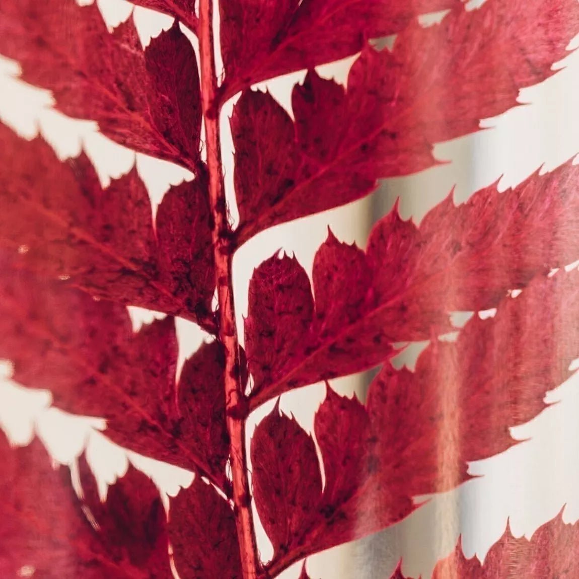 L'Herbarium de Théophile - Fougère Rumohra Rouge - shop_name artisanat Fait_main Fabriqué_en_france Création_unique