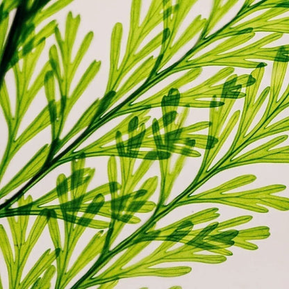 L'Herbarium de Théophile - Fougère Tabalia Verte - shop_name artisanat Fait_main Fabriqué_en_france Création_unique