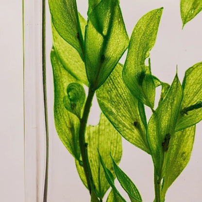 L'Herbarium de Théophile - Ruscus vert acidulé - shop_name artisanat Fait_main Fabriqué_en_france Création_unique