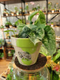 Pot Edition limitée Monstera Variegata - MadeWithMyTentacles - shop_name artisanat Fait_main Fabriqué_en_france Création_unique