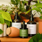 Routine Plantcare - Pepin - shop_name artisanat Fait_main Fabriqué_en_france Création_unique